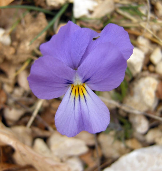 Viola eugeniae / Viola di Eugenia